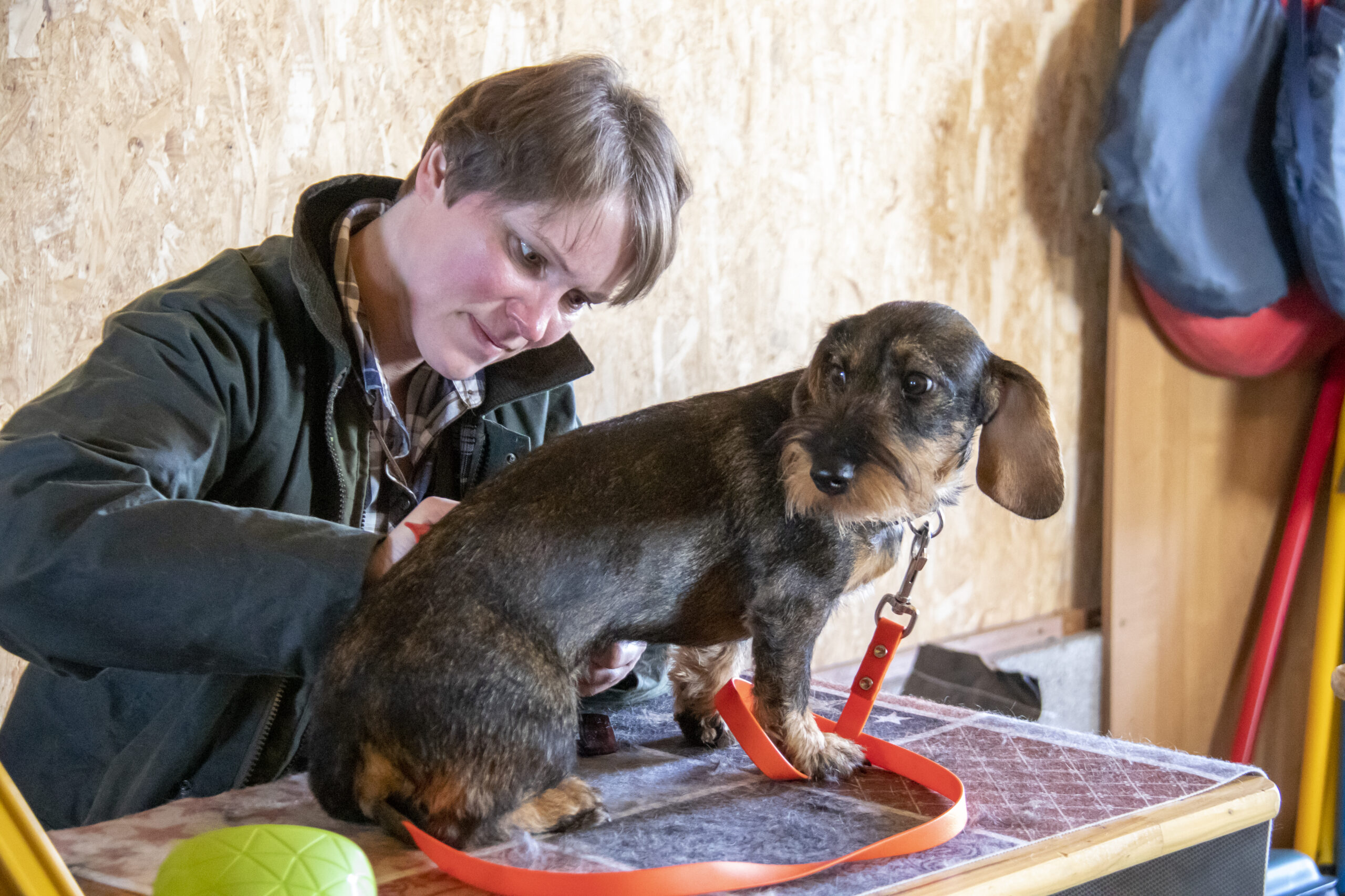 Wie ich Dackel Flora trimme