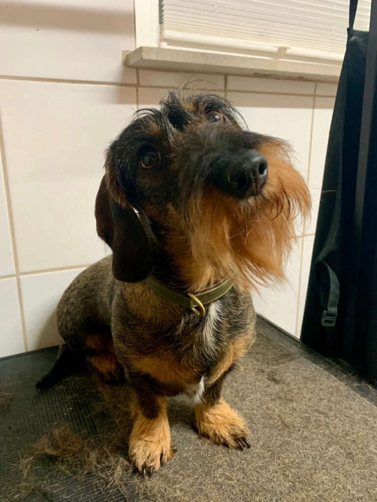 Dackel Flora Trimmen