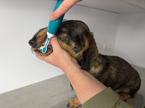 Wie ich Dackel Flora die Zähne putze